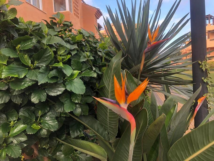 Schoenes Penthouse Mit Meerblick Pura Vida Bahia de Casares Zewnętrze zdjęcie